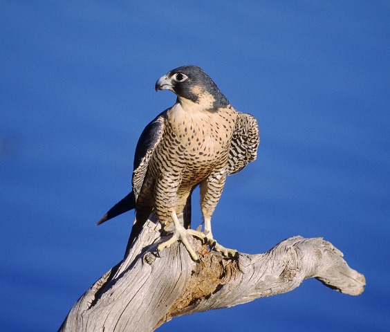 Peregrine Falcon Unit Study and Lapbook